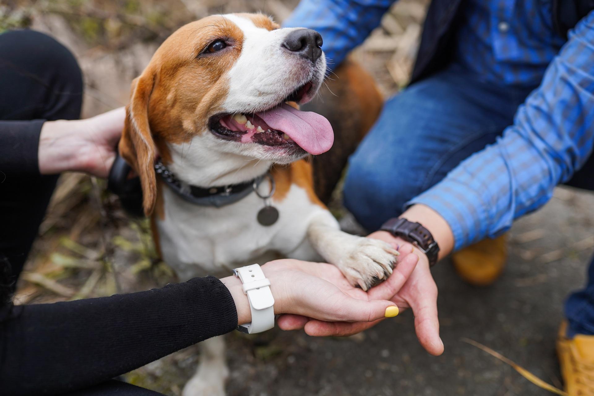 Hund gibt Pfote bei Spaziergang | Welpenfutter


